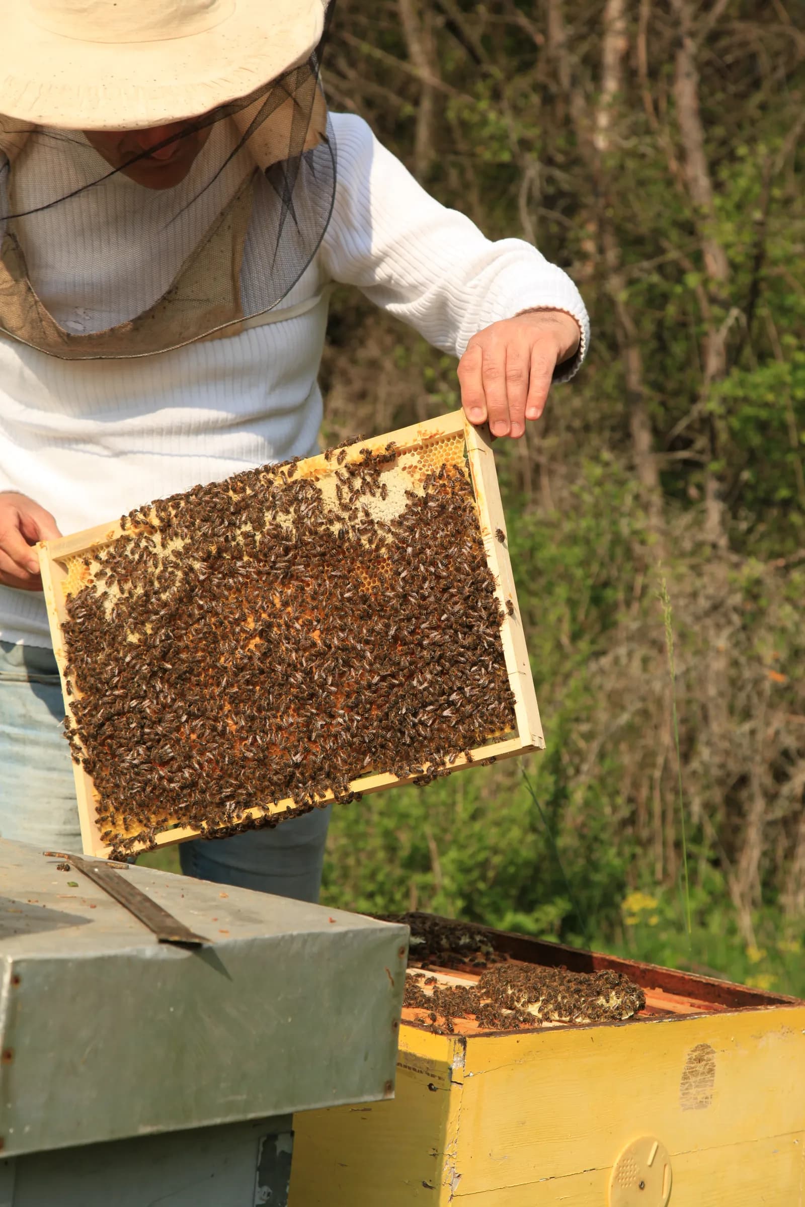 Pčelinjak Bees & Roses